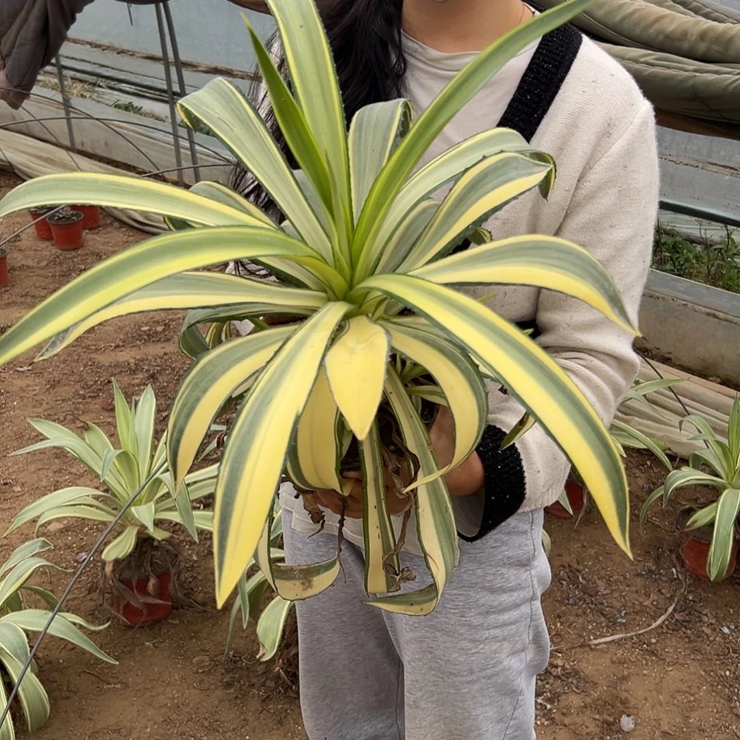 多肉植物鹦鹉嘴单头