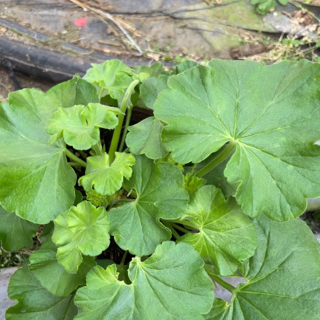 （***美大部分花苞少量开放白色飞溅