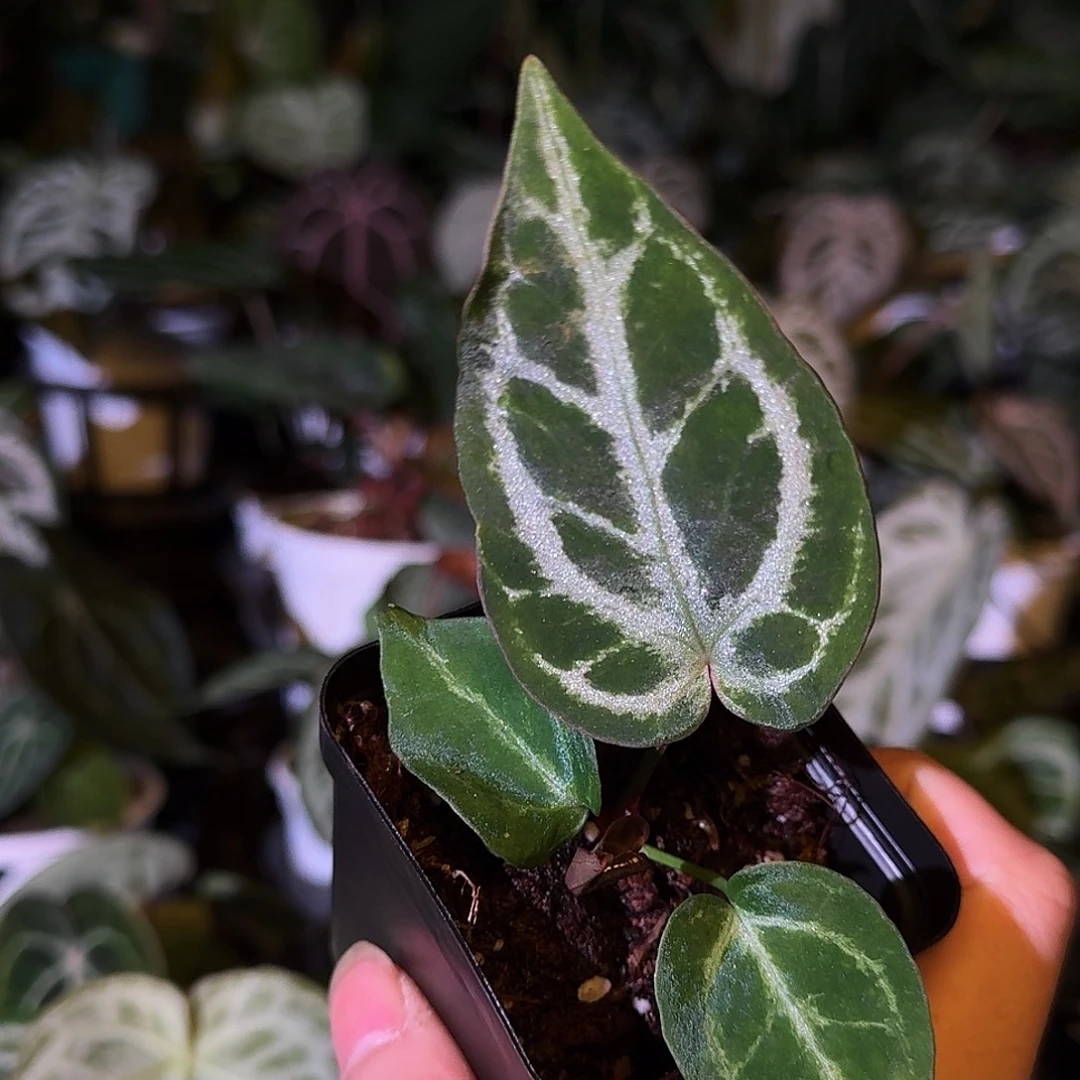 不开花植物粉蜜桃侧芽D175