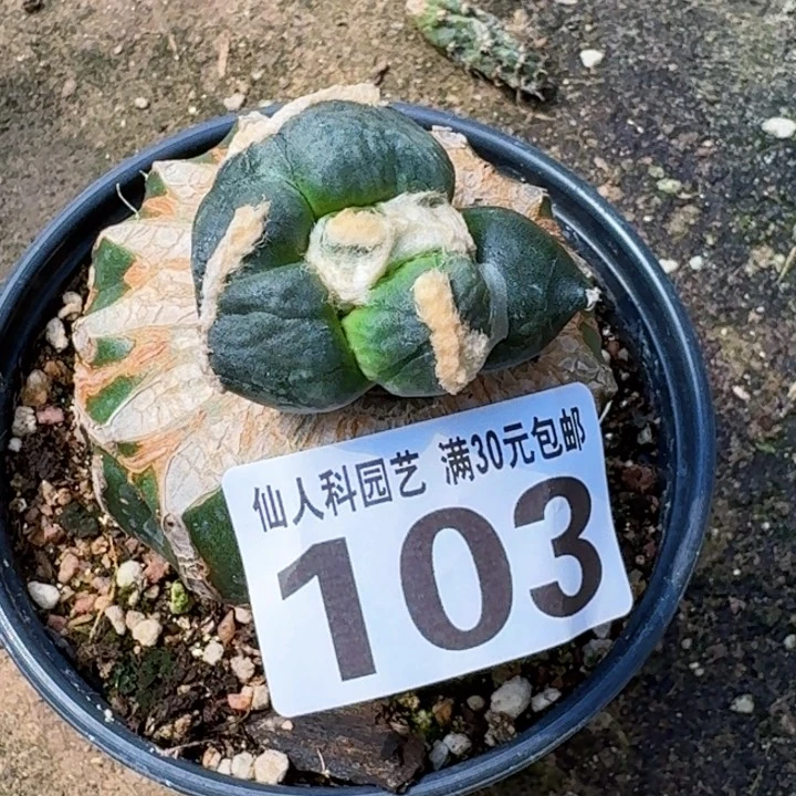 无花朵半****福利苗接蛋尤103