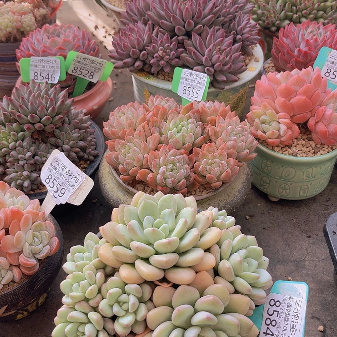 8584泡泡糖多肉植物