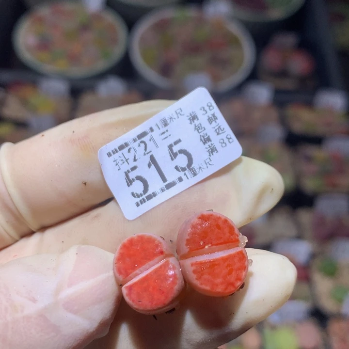 北*.精品生石花221.515