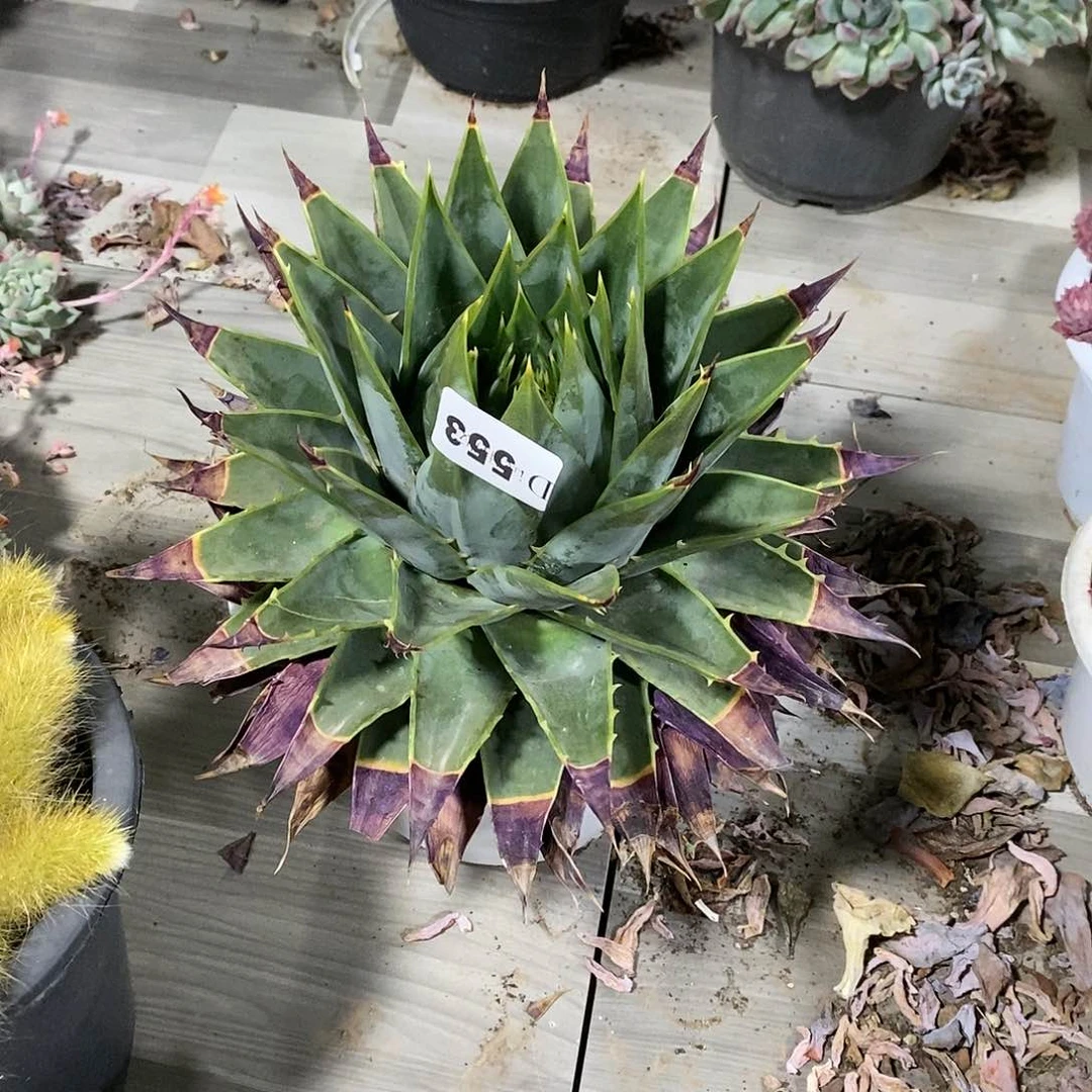 x***n553旋转芦荟多肉植物