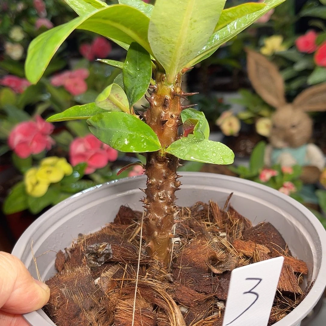 娜***虎刺梅-爱的光芒68（3号）