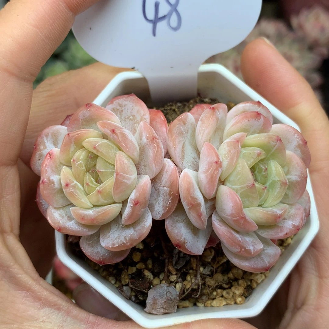 溶晶珍妮双头老桩48