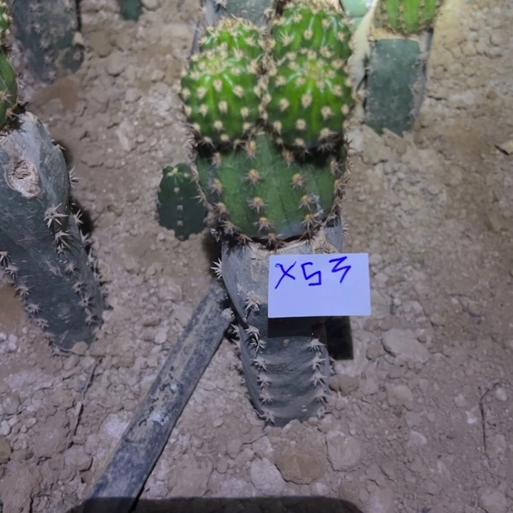 冰***洁X53袖普嫁接妹妹的超级杏30