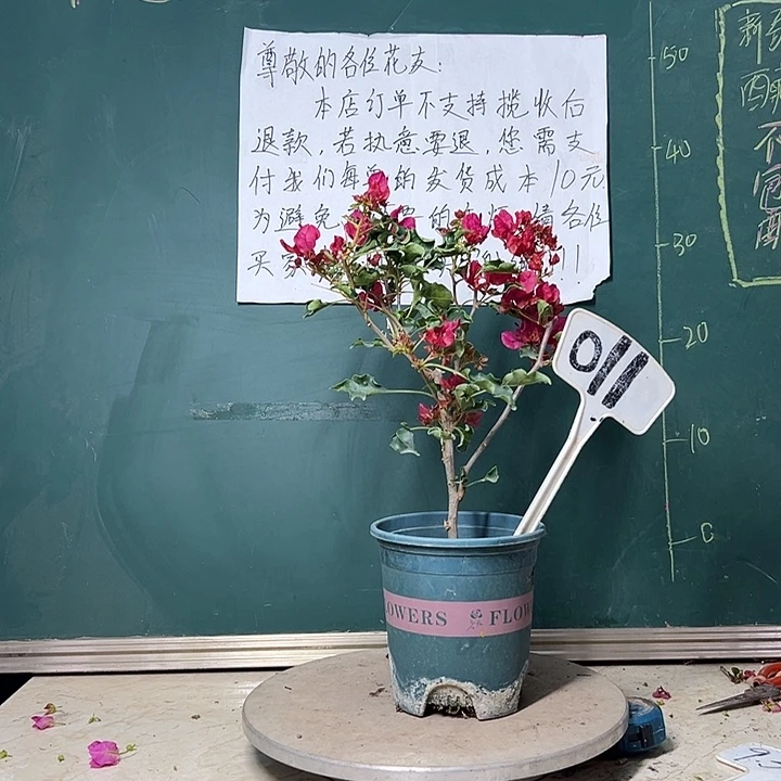 全部花苞   蒙娜丽莎红  011