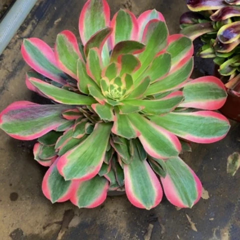 妖月多肉植物2875