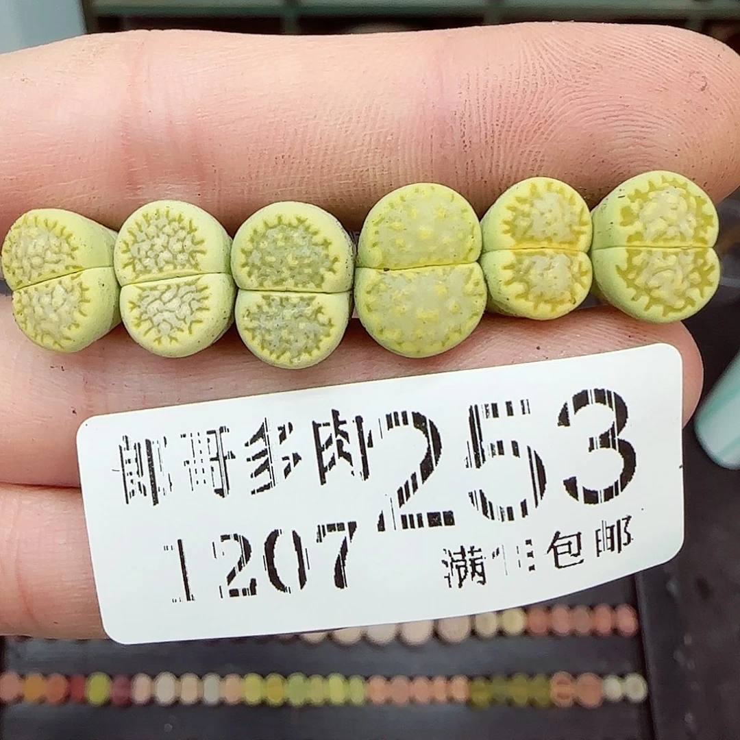 满满18包邮1206-253