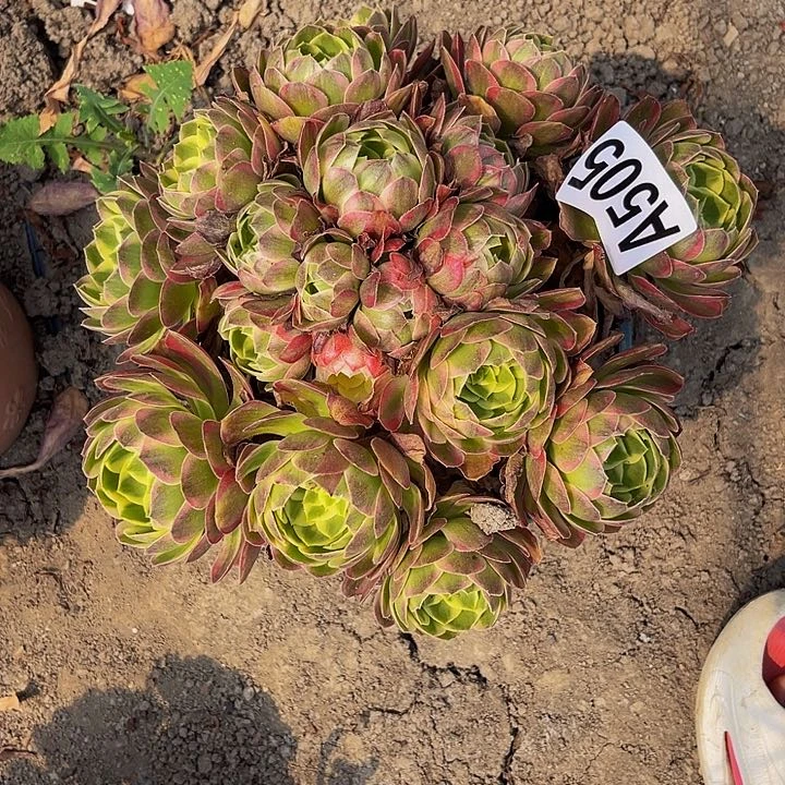 无花朵粉体海王13//-25包邮