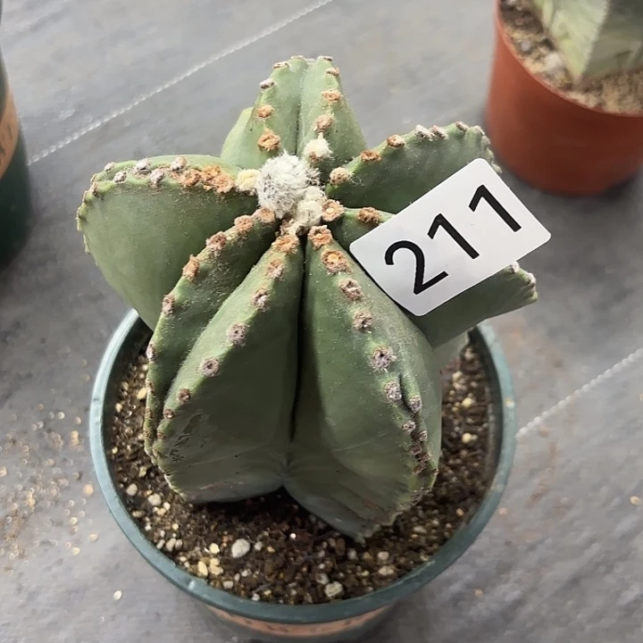 211。          一物一拍。