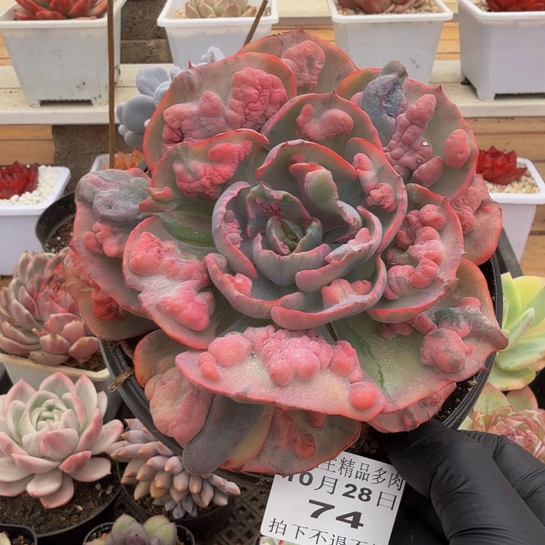 1028-74雨滴锦单头