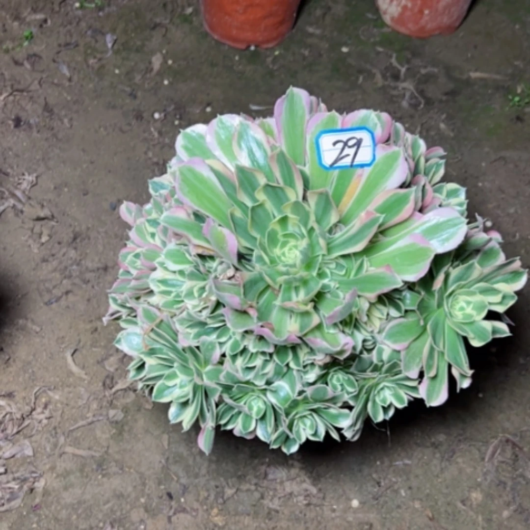 【闪购商品】多肉植物白凤29