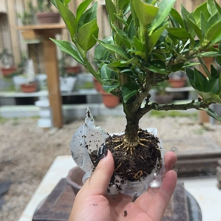 已***彬直播间八房柑一物一拍