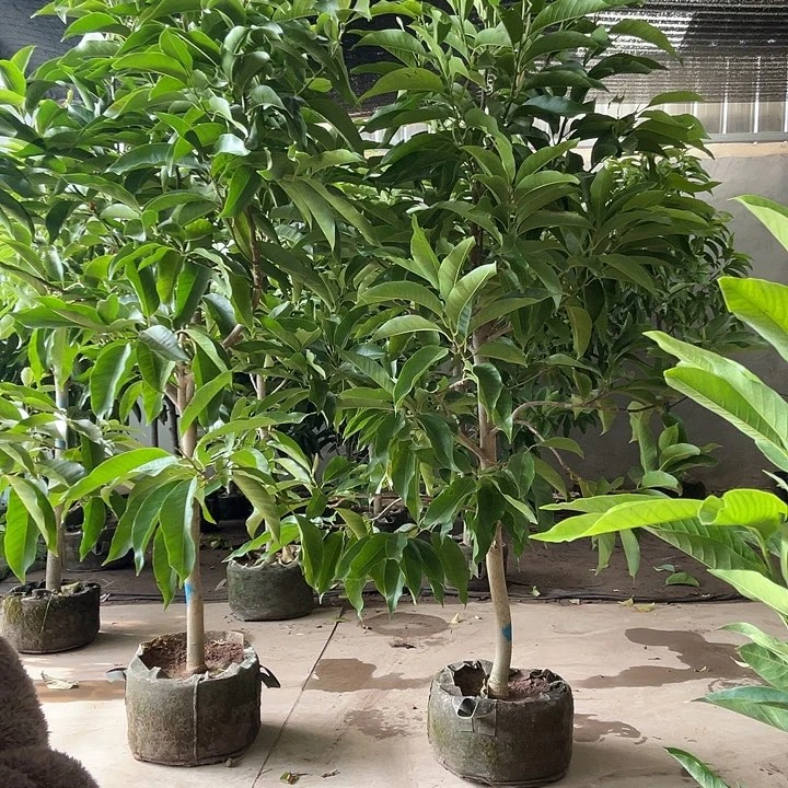 完全开放老庄白兰