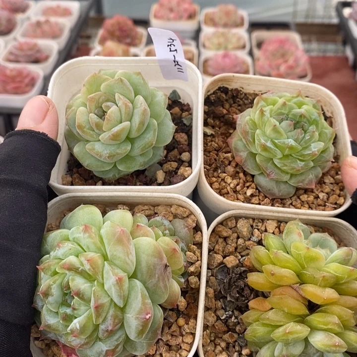 1120-534。4个组合