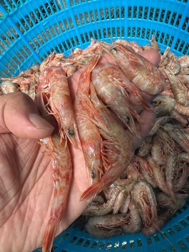【大凡家】黄海野生东海红 野生小海虾 可刺身 辣炒 白灼 顺丰包邮