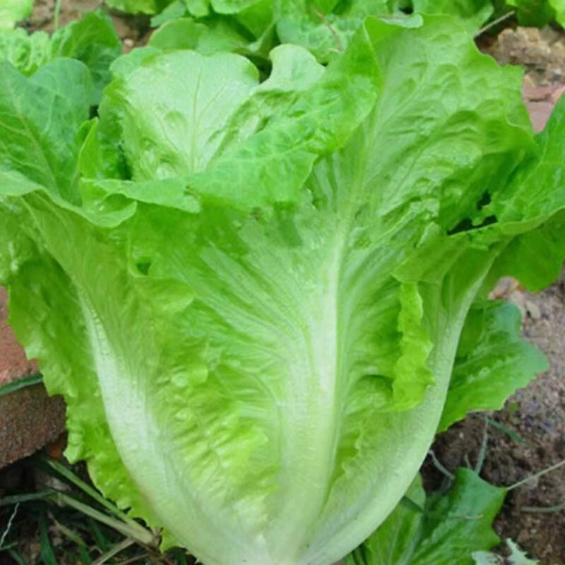 【满5包包邮】意大利生菜 脆嫩爽口生吃生