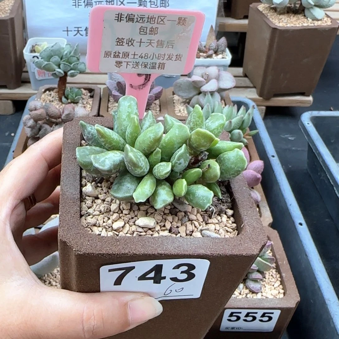 743紫库博多肉植物