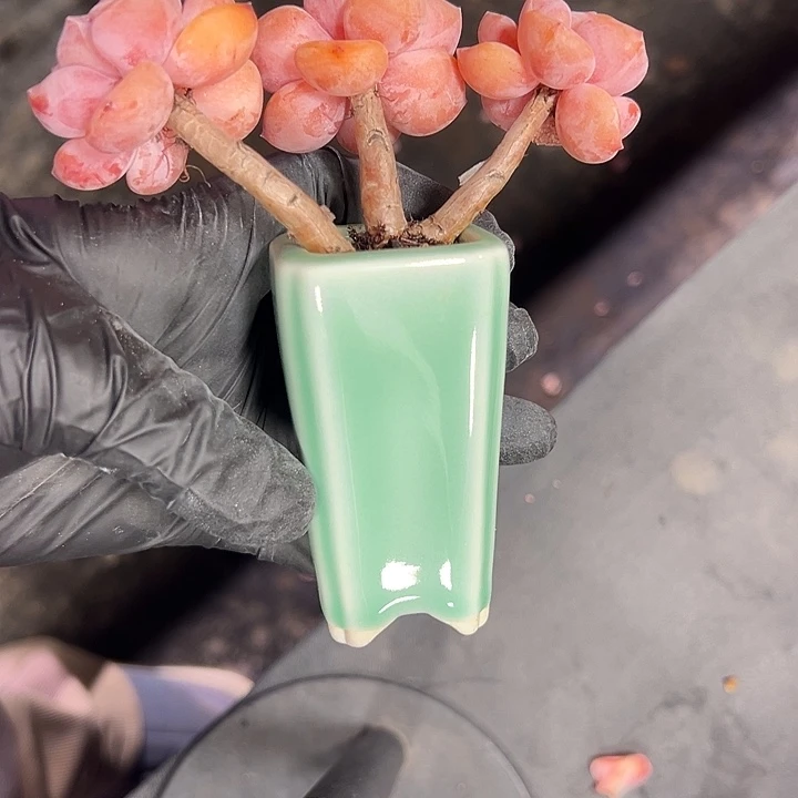 三头紫梦露带盆发的时候