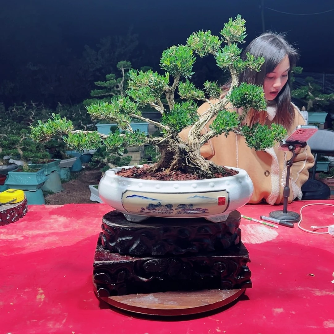 无花朵广东黄杨盆景