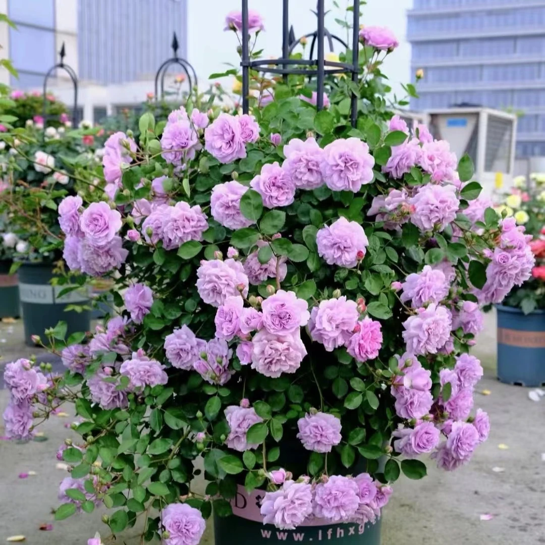 蓝色阴雨藤本月季花苗阳台庭院爬藤玫瑰四季开花