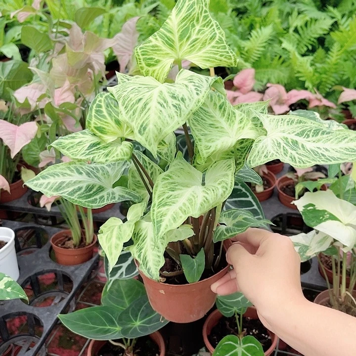 完全开放773 巴迪布纹合果芋