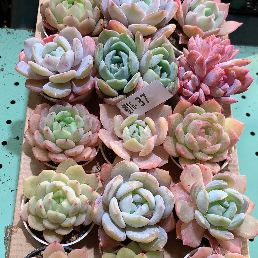 16-37一物一拍带盆18颗