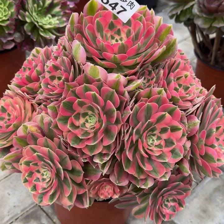 用****1粉女巫捧花547肉肉