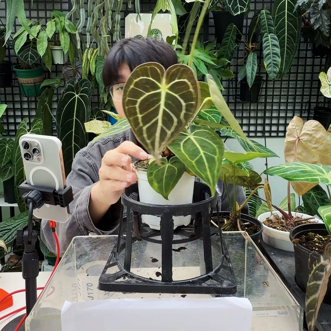 完全开放J144 克莱恩