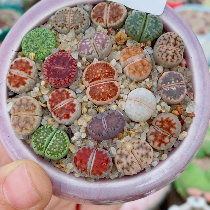 生石花花花花花花121