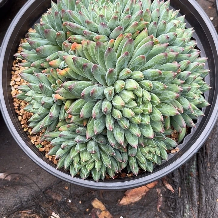 多肉植物一物一拍