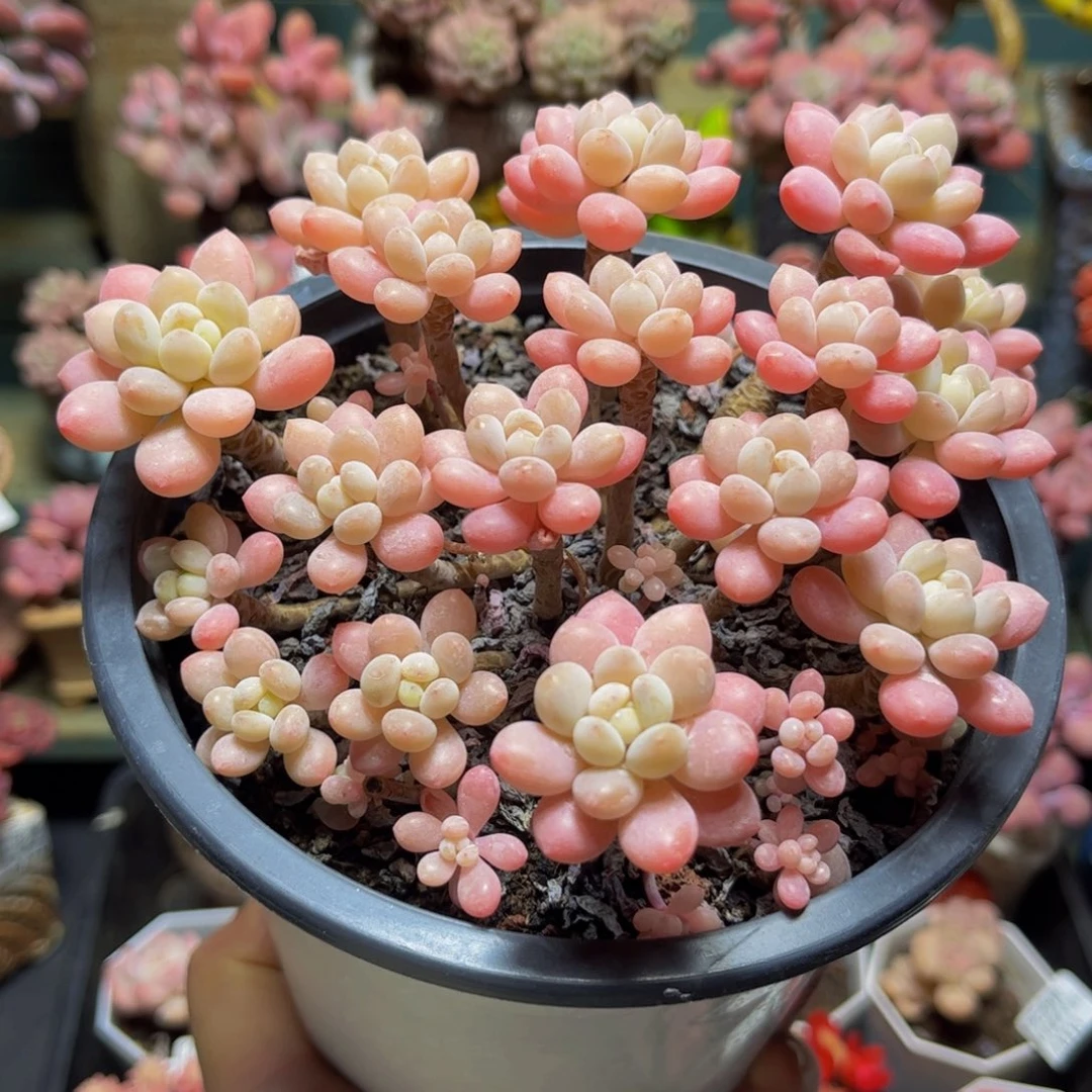 331冰淇淋鱼子15厘米多肉