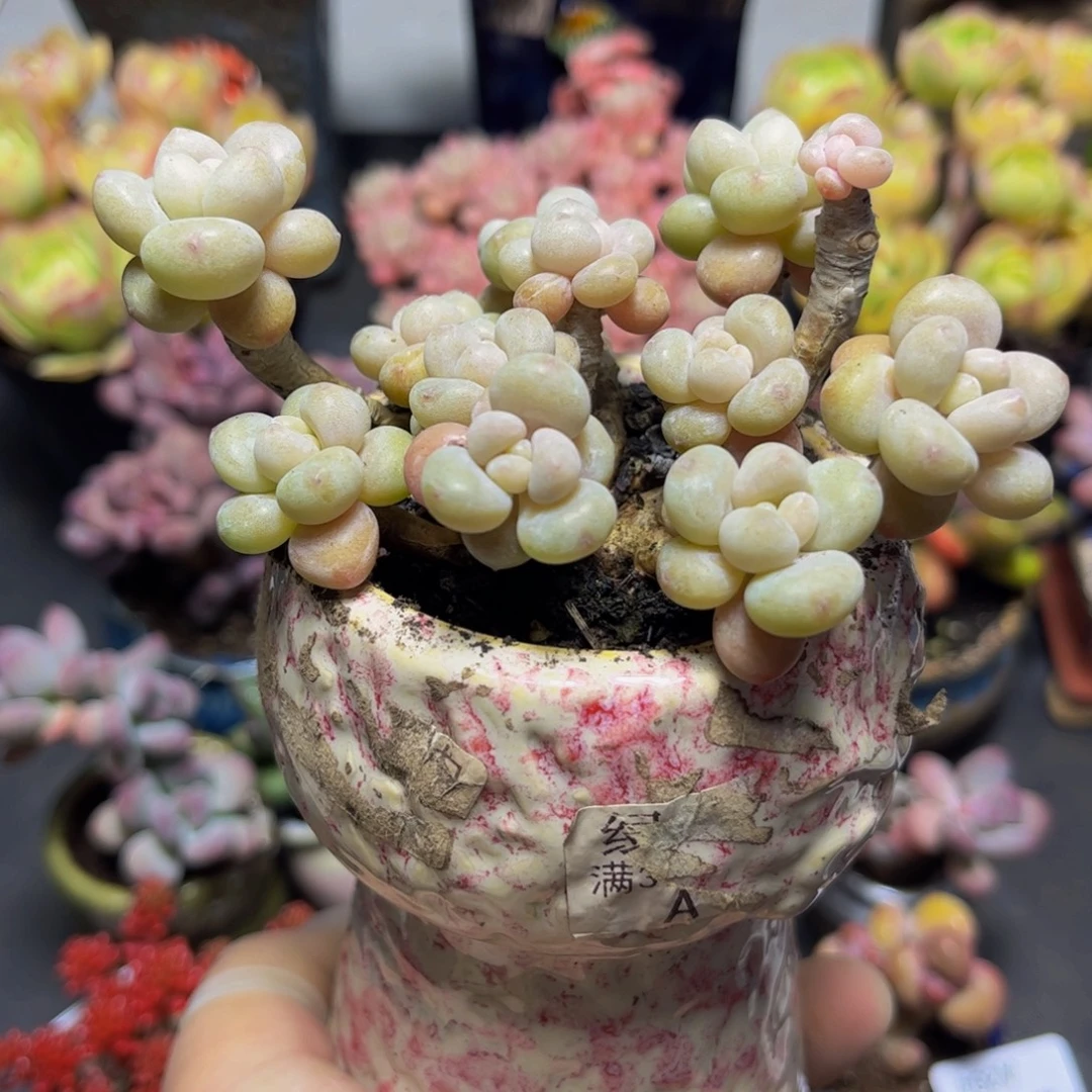 266老桩鱼子酱9厘米多肉