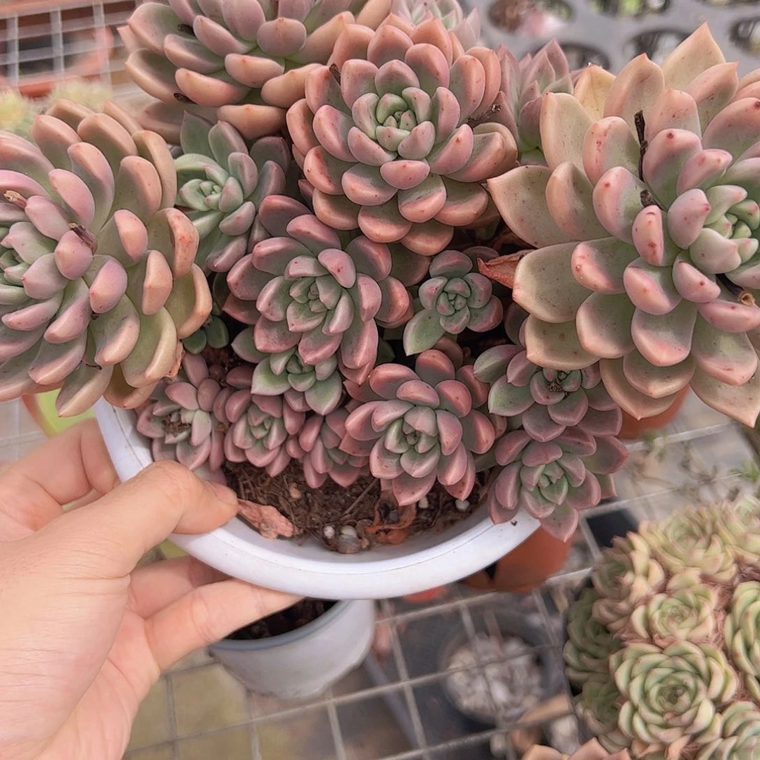 红色油漆桶大盆整装多肉