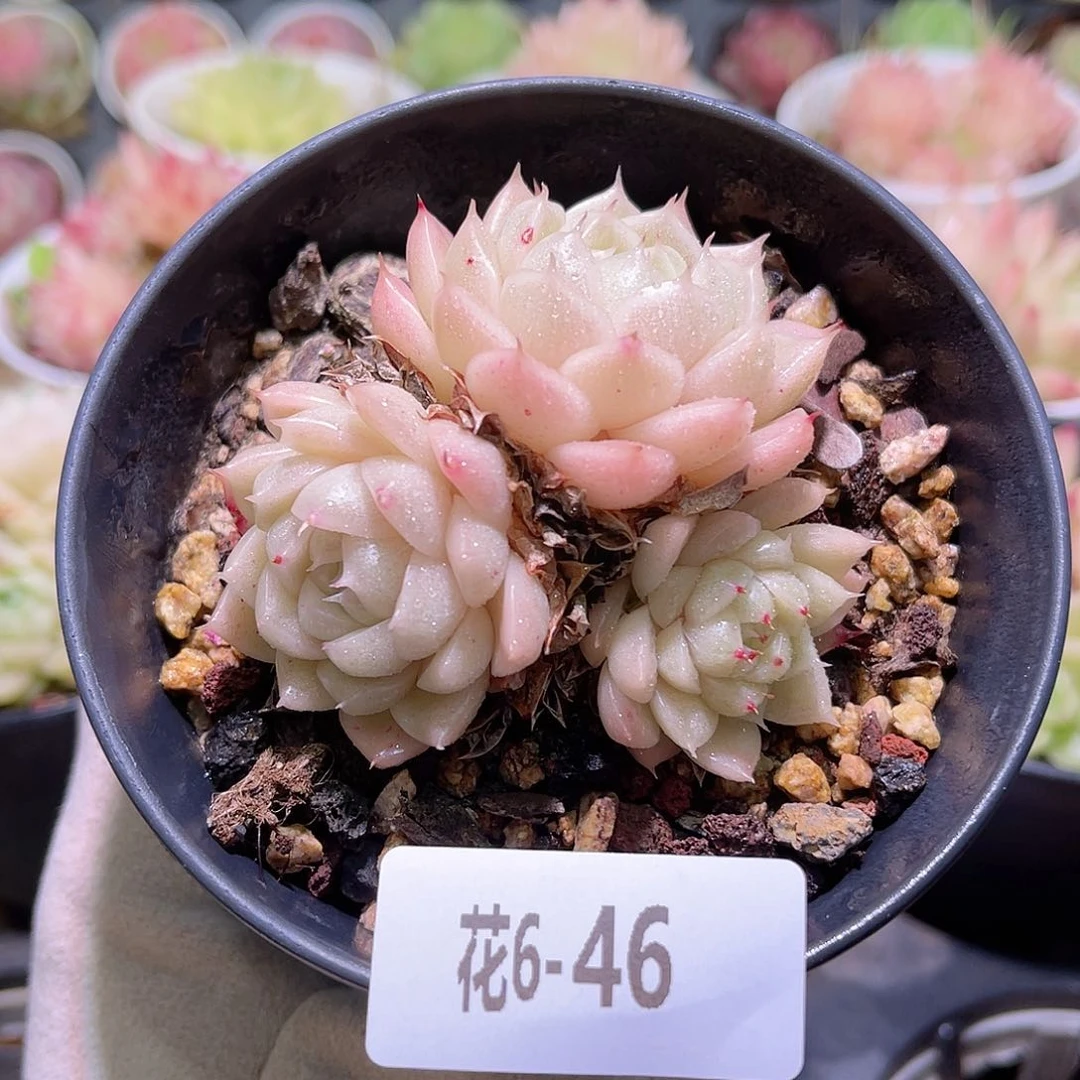 花利美6-46麦秆群