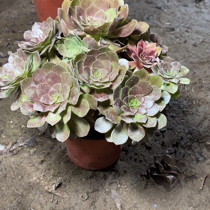 多肉植物法师黑魔18