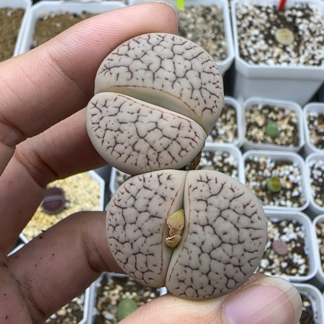 74大双头清框福利30包邮