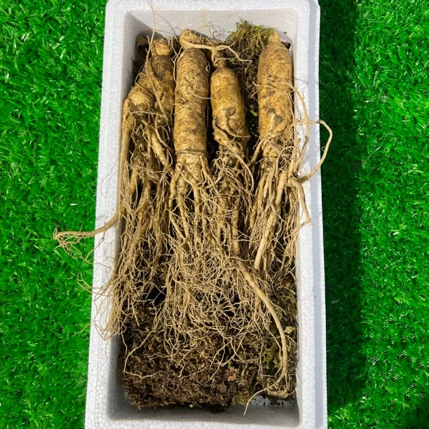 长白山源头新鲜人参 泡酒煲汤煮茶泡水 产地直发 东北特产