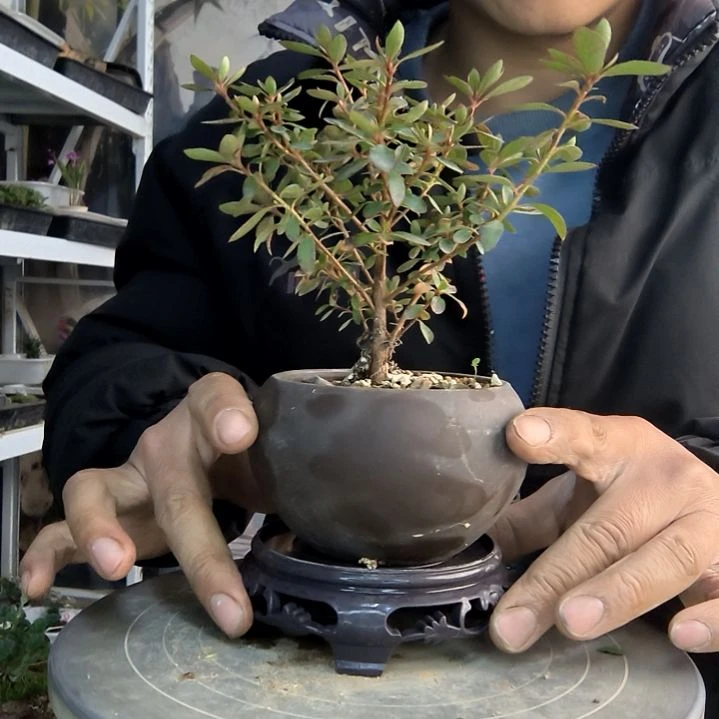 雨*儿小盆景小植物一物一拍110