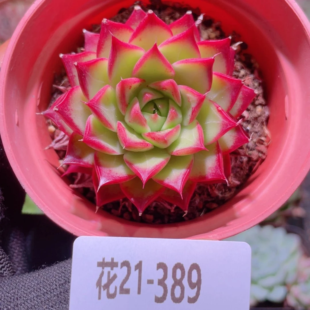 花利美21-389小海螺