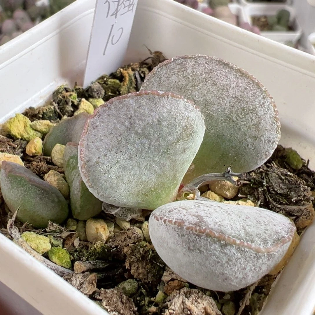 w白蛋多肉植物水泡