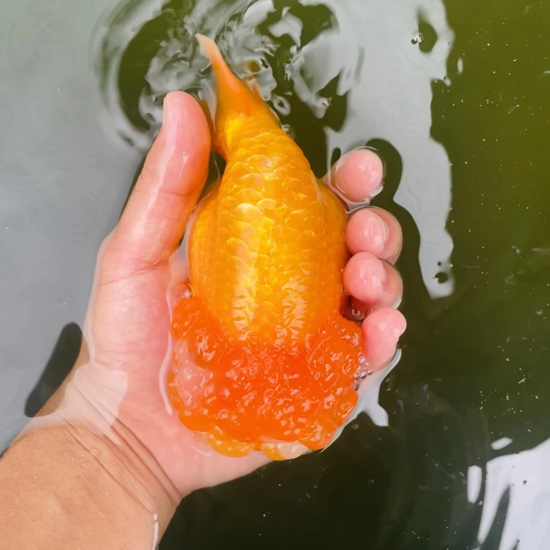 金鱼观赏鱼兰寿泰狮冷水鱼