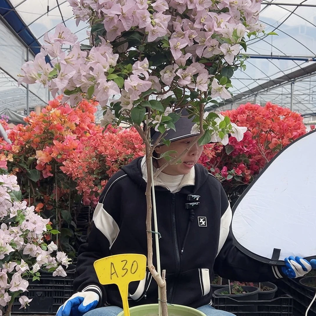 阿***廖大部分花苞少量开放A30苹果花