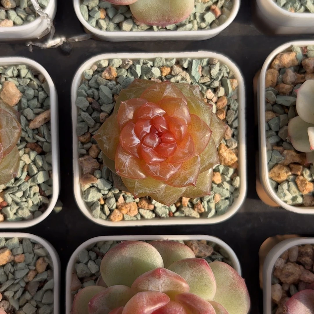 磨砂糖心一物一拍