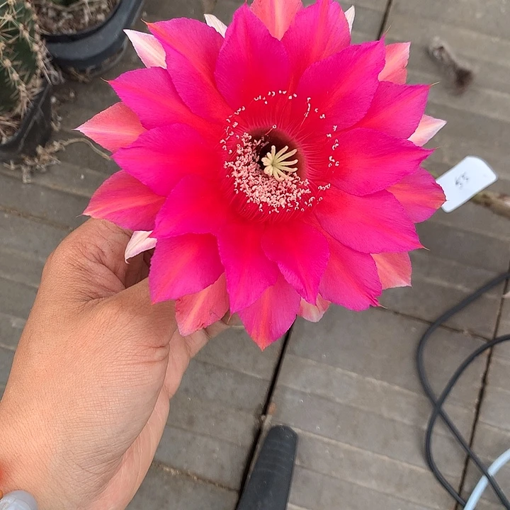 55 实生彩草6厘米盆