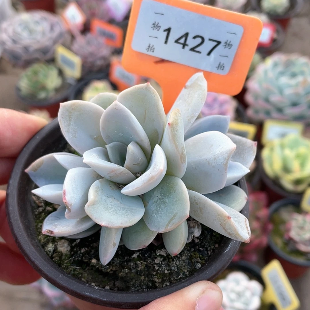 【闪购商品】1427号