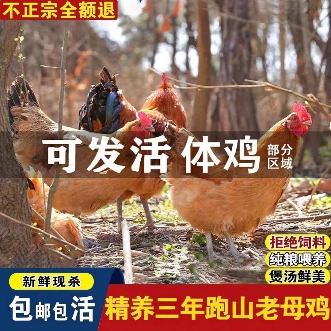 正宗散养老母鸡正宗3年土鸡农家散养鸡走地鸡月子鸡现杀粮食散养