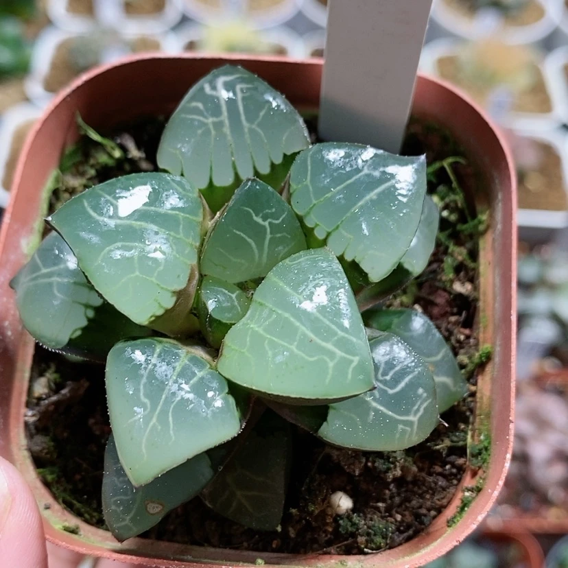 【闪购商品】155雅典娜