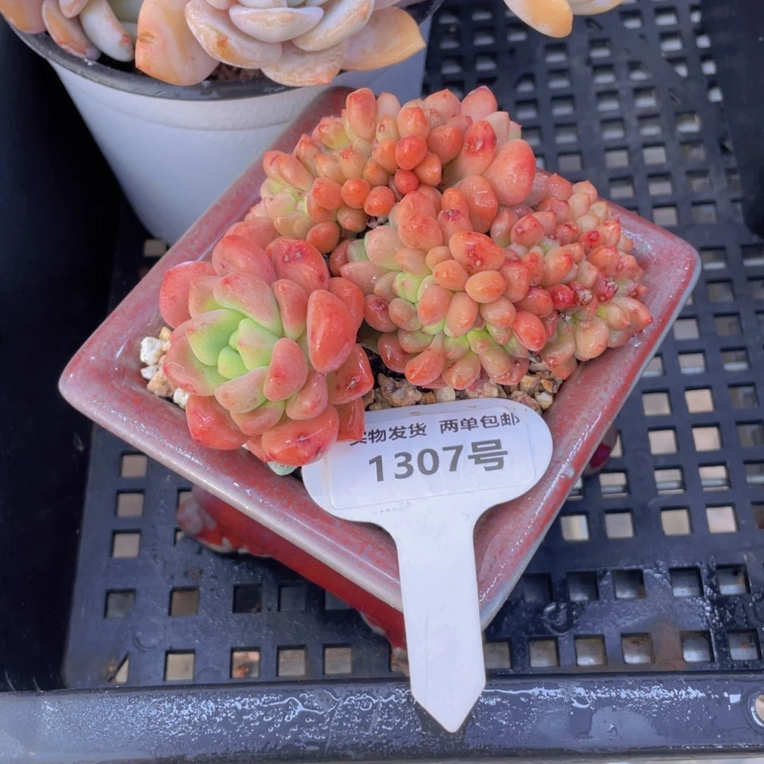 1307号老桩带板香奈儿缀化